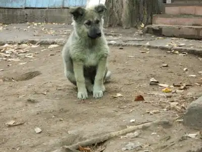 Щенки 4 месяца