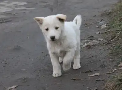 Замечательные Щеночки ищут заботливых хозяев!