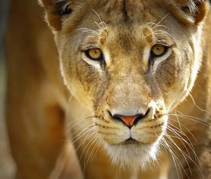 Удивительные фотографии животных