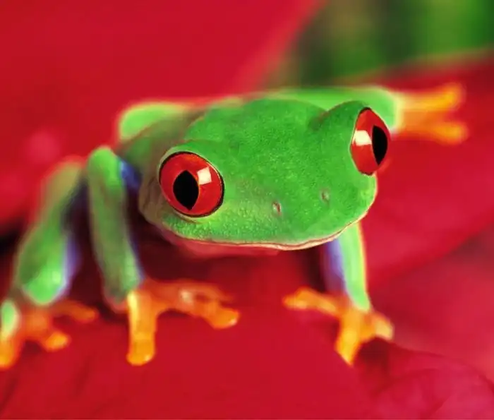 Удивительные фотографии животных