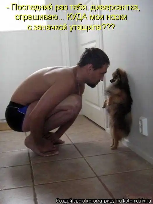 Лучшие котоматрицы недели