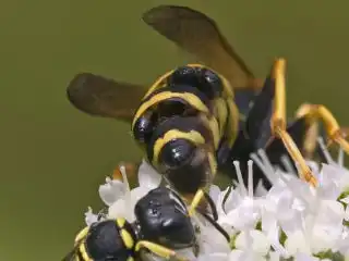 Впервые открыто изменение касты насекомых паразитами