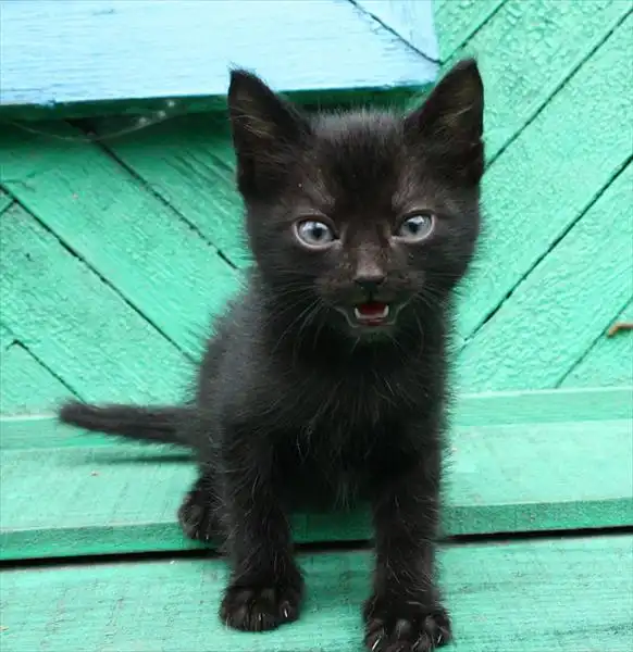 Черные чернила