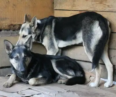 Цезарь и Цицерон