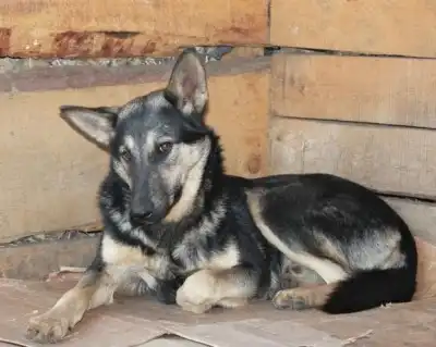 Цезарь и Цицерон