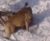 Волк против питбуля