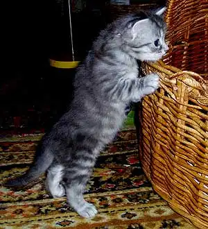 2 голубых красавицы