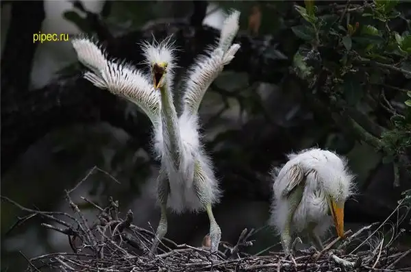 Эти забавные зверушки...