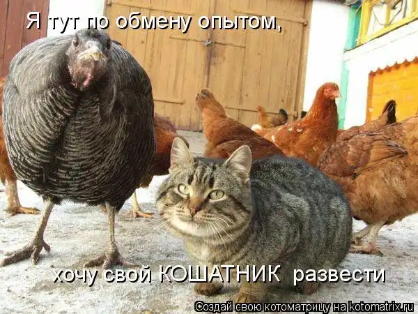 Котоматрицы))) много... часть 2