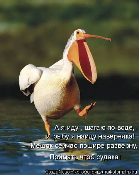 Котоматрицы))) много...