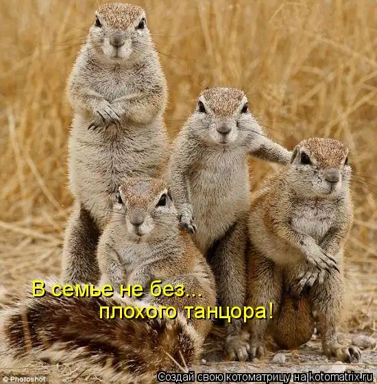 Котоматрицы))) много... часть 2