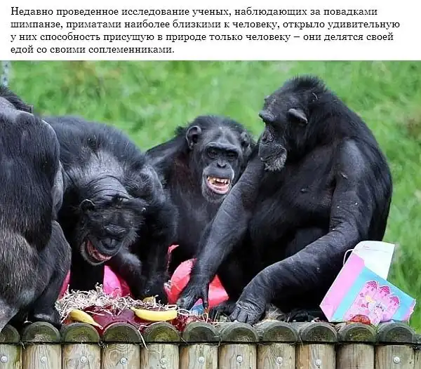 Не стоит осуждать проституток: обезьяны занимаются тем же