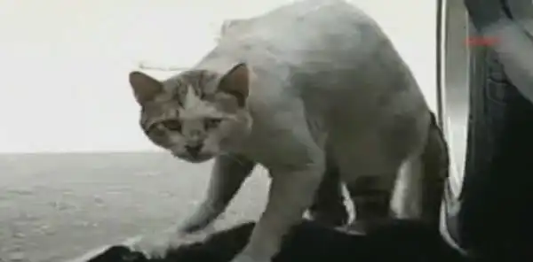 Кошкина любовь