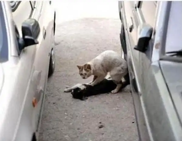 Кошкина любовь