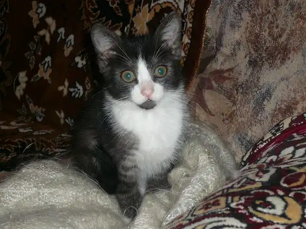 Котенка в добрые руки!