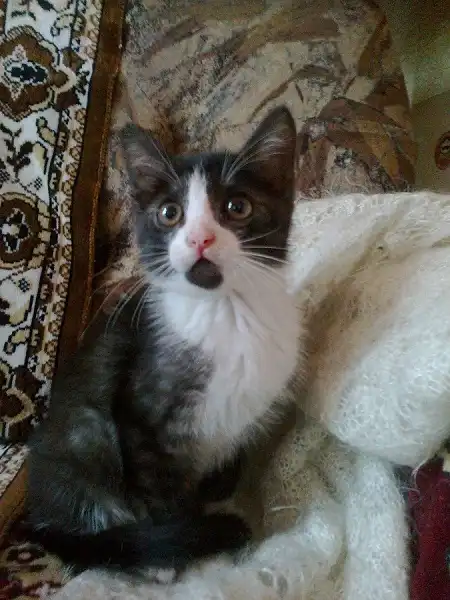 Котенка в добрые руки!