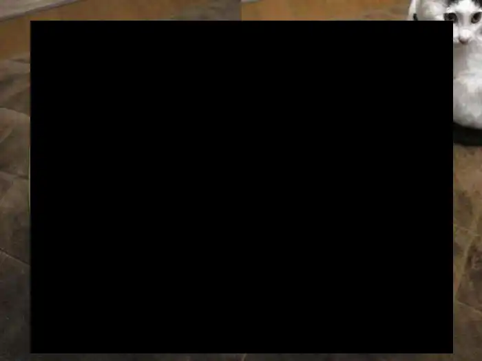 Завистливый котенок (мини пост)