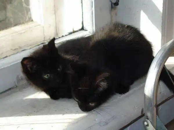 парочка в хорошие ручки!