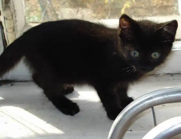 парочка в хорошие ручки!