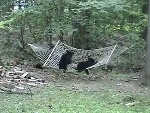 Медвежата и гамак