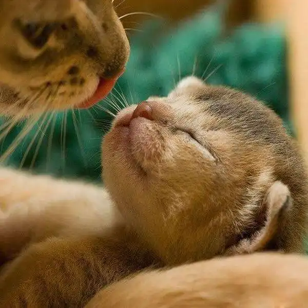 Эти забавные животные