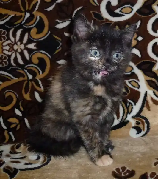 Пушистая девочка-котёнок (2 месяца)