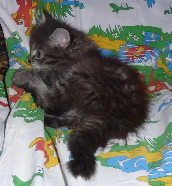 Котята-ребята (братик и сестрёнка, по 2 месяца)