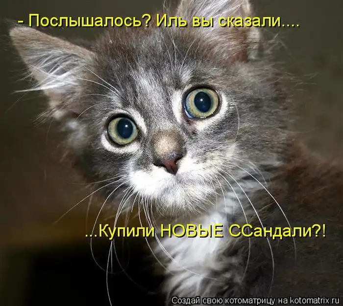 Лучшие котоматрицы недели