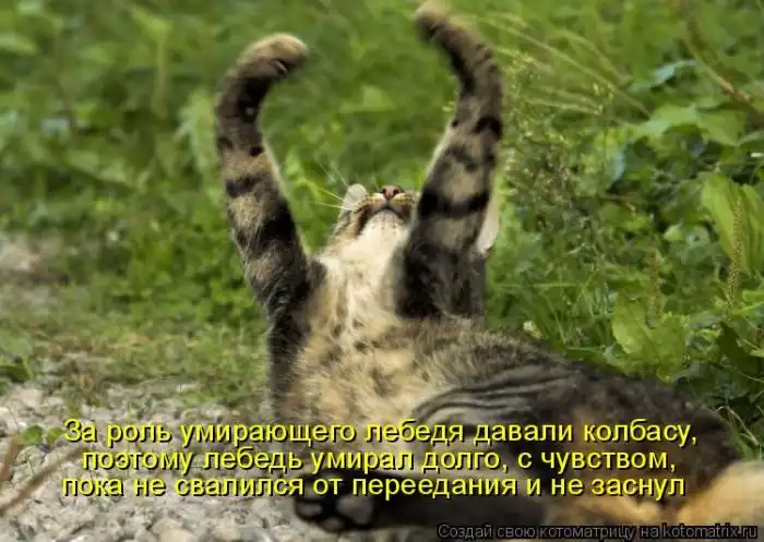 Лучшие котоматрицы недели