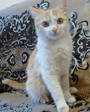 Рыжая кошечка