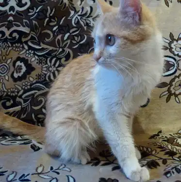 Рыжая кошечка