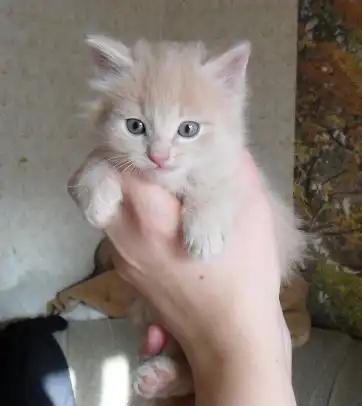 Отдадим в хорошие руки котят