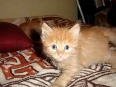 Отдам рыжих котят в добрые руки