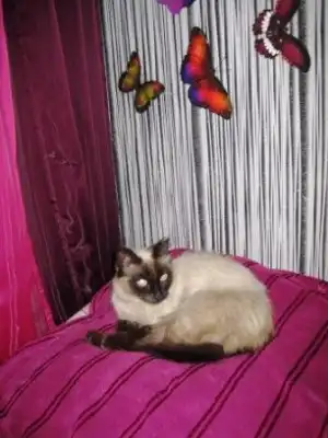 Сиамочка в самые добрые руки!!!