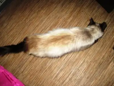 Сиамочка в самые добрые руки!!!