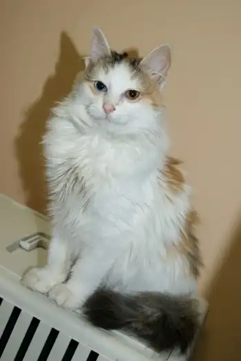 Котенок с разноцветными глазками. 5 мес!