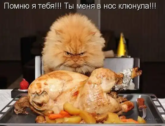 КАРТИНКИ С ЗАБАВНЫМИ НАДПИСЯМИ