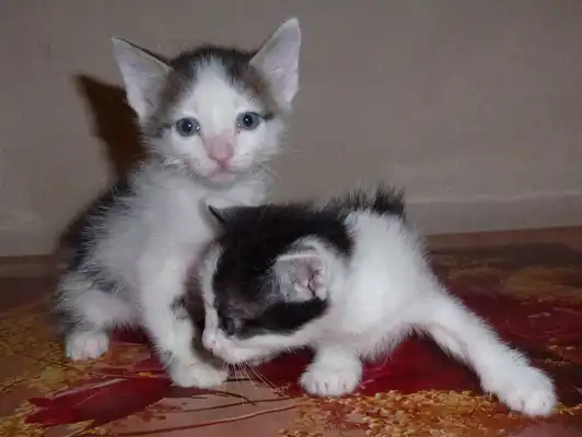 Самостоятельные и спокойные малютки-мальчики