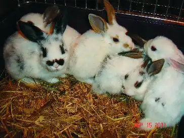 Пушистые комочки-кролики в самые добрые руки!!!