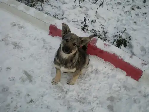 Хозяин, где ты?