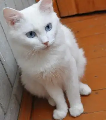 Белоснежная принцесса-кошка, в самые добрые руки!!!