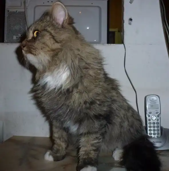 Необыкновенный кот