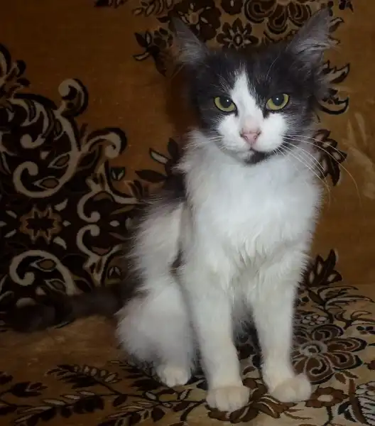 Загадочный и умнейший кот Том