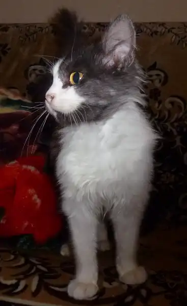 Загадочный и умнейший кот Том