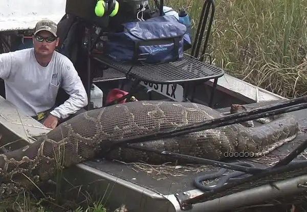 Питон проглотил оленя