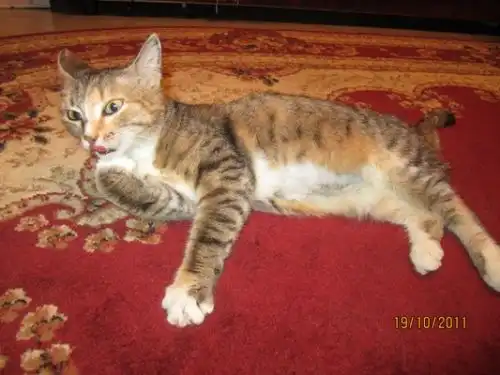 Очаровательная киса в добрые руки!