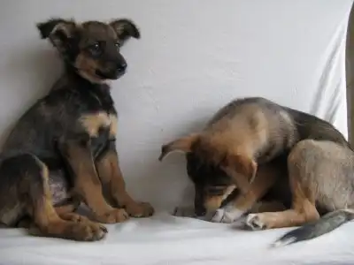 Щенульки в добрые руки!