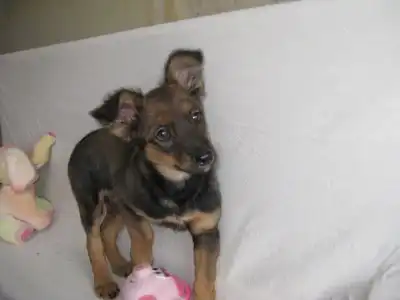 Щенульки в добрые руки!