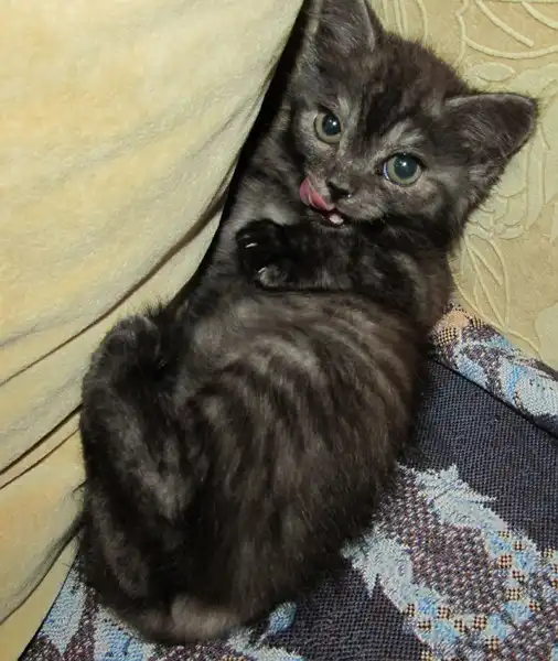 Девочка-котёнок ждёт постоянных хозяев (2,5 - 3 месяца)