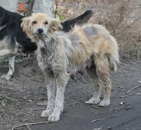 ПОМОГИТЕ НАЙТИ СОБАКУ! ОЧЕНЬ НУЖНА ВАША ПОМОЩЬ